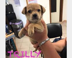Il canile di velletri, una delle eccellenze del territorio per la tutela degli animali, a fronte di un calo delle adozioni chiede aiuto per trovare casa a 20 cuccioli che rischiano di essere trasferiti in altre strutture. Firenze Tre Cucciole Taglia Piccola Dolcissime Regalo Cuccioli Cani Firenze Vai All Annuncio Cuccioli Di Jack Russell Cani Di Piccola Taglia Cuccioli