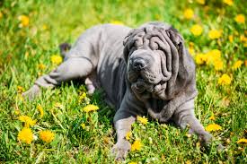 ₹65,000 to ₹95,000 * the inner attributes and temperamental characteristics remain the same in all the variations, but the standards and quality of the breed improve as we go down towards the show class. Shar Pei Puppies For Sale In Scotland Glasgow Edinburgh Petsyoulove