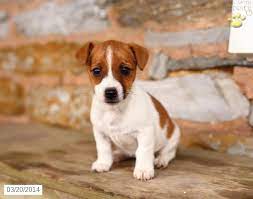 Pin Em Jack Russell Terrier Puppies