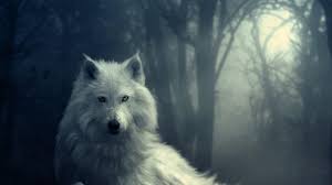 Lobos Wallpapers Wallpaper Cave It is very popular to decorate the background of mac, windows, desktop or android device beautifully. lobos wallpapers wallpaper cave