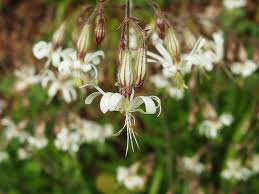 Image result for Lintonia nutans
