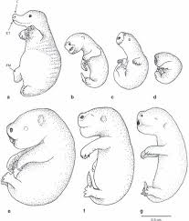Development Of Newly Hatched Monotreme And Neonate Marsupials The Download Scientific Diagram Marsupial Neonatal Quoll