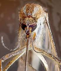 Hier sollte eine beschreibung angezeigt werden, diese seite lässt dies jedoch nicht zu. Mosquito Wikipedia