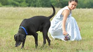 A scared dog will take a lot of courage to approach you. 4 Ways To Gain A Dog S Trust Wikihow Pet