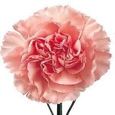 Both the flowers and the seed pods make interesting additions to arrangements. Light Pink Carnation Flowers J R Roses Wholesale Flowers