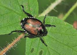The japanese beetle is a troublesome garden pest. Japanese Beetle Traps A Reconsideration Gardenrant