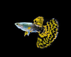Female Vs Male Betta Fish Which Is Better To Keep Zenaquaria