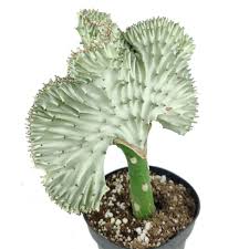 The coral cactus (*euphorbia lactea* f. Euphorbia Lactea Cristata Coral Cactus Succulent Rare Crested Pink Cactus Succulents Box