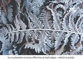 Image result for Pseudomonas syringae