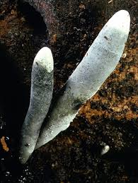 Image result for Xylaria polymorpha