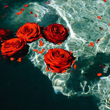 Vsco Art Red Roses Beautiful Pool Water Vsco Visuals Mood Notmine Edit Mel2198 Flower Aesthetic Red Aesthetic Aesthetic Roses