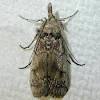 We explore the home remedies for pantry moths including essential oils and pantry moth traps. Https Encrypted Tbn0 Gstatic Com Images Q Tbn And9gcrqjf02wdmtz9zbr35tfml2df442duirv9vnr6 Xpyqt Zt1s5g Usqp Cau