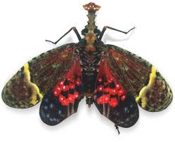 31 votes) bed bug shells are relatively rigid. Types Of Insects What Is An Insect Dk Find Out