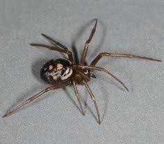 The black widow spider is considered the most venomous spider in north america. 8 Spider Pest Control By Planet Orange Ideas Spider Spider Control House Spider