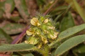 Image result for Crotalaria anthyllopsis