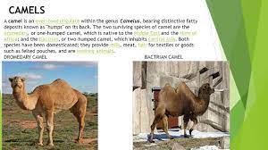 Camel dietcamels diet varies over huge variety of plants. By Rudyard Kipling How The Camel Got His Hump About The Writer Rudyard Kipling Was Born On December 30 1865 In Bombay India He Was Educated In England Ppt Download
