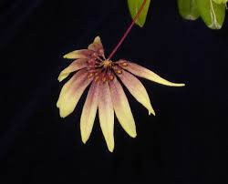 Image result for Bulbophyllum comatum