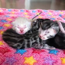Adopt a rescue cat through petcurious. Bengal Cats Cattery In Uae Home Facebook