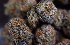 We did not find results for: Orange Cookies Strain Information Cannafo Marijuana Cannabis Cannafo Com