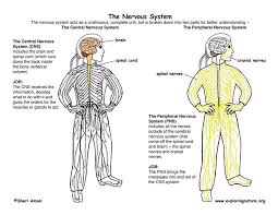 The nervous system consists of the central and the peripheral nervous system. Chapter 11 Nervous System Part 2 Ehs Anatomy Physiology A