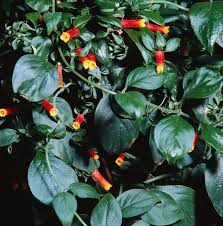 Image result for Manettia