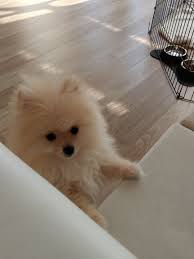 Sahibinden 4 Aylik Erkek Pomeranian 233118 Bikopek Com