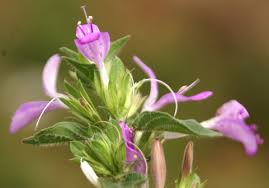 Image result for Dicliptera verticillata