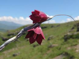 Image result for Dierama cupuliflorum