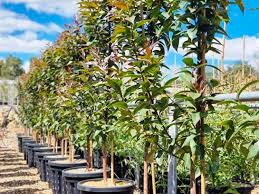 Image result for Eucalyptus robusta