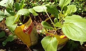Berkebun sayuran di rumah tidak melulu harus di lahan luas. Berkebun Di Rumah Lebih Dari Sekadar Gaya Hidup Klik Hijau