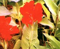 Jual melukis dan mewarnai tas paket b gambar bunga di lapak mutiara. Bunga Canna Shefalitayal