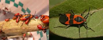 Red and black weaver bug. Know Your Red Black Bugs Northwest Exterminating
