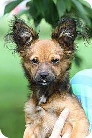 California teacup chihuahua puppies for sale. East Hartland Ct Chihuahua Papillon Mix Meet Titan A Puppy For Adoption Chihuahua Pets Chihuahua Love