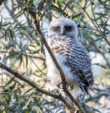 They are meat eaters and they eat by hunting and eating their prey which generally consists of small rodents, insects, reptiles, fish and more. Powerful Owl Brisbane Update Birds In Backyards