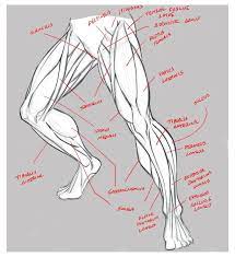 Aug 27, 2018 · like the scapula, it attaches the arm to the torso. Male Upper Body Drawings By Robertmarzullo On Deviantart Leg Muscles Anatomy Drawing Legmusclesanat In 2021 Human Anatomy Drawing Anatomy Drawing Anatomy Sketches