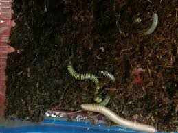 Black And Yellow Millipede Florida Got Some Bumble Bee Millipedes The Sweet Cant Wait To Get More For My Collection Millipede Bumble Bee Bumble