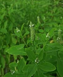 Image result for Sphenoclea zeylanica