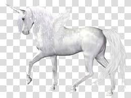 Pin By Mohammed Alketbi On Mm In 2020 Unicorn Illustration Horse Illustration Horse Silhouette