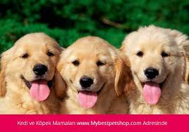 Akvaryum Malzemeleri Www Mybestpetshop Com Golden Retriever Golden Retriever Yavrusu Retriever