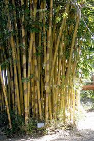 Black Bamboo Plants For Sale Gauteng Schizostachyum Brachycladum 060108 4160 Black Bamboo Plant Bamboo Plants Bamboo Tree