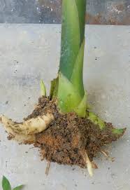 People interested in pokok bunga kantan also searched for. Ketua Kampung Elect En Twitter Bila Dengo Keluhan Amalinahamid Tentang Harga Bunga Kantan Kat Kl Sampai Rm3 Sekuntum Sedih Betul Mendengonya Tapi Takpe Hari Ni Aku Ajar Korang Tanam Bunga Kantan Dalam Pasu