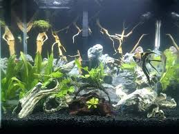 Petco Aquarium Plants Cryptohut