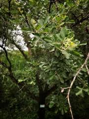 Image result for Searsia pentheri