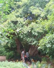 Image result for Ficus sur