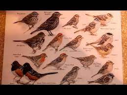 This bird can be difficult to distinguish from other similar tiny shorebirds, especially the semipalmated sandpiper. Southern California Bird Identification Guide Youtube