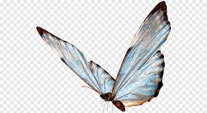 We did not find results for: Butterfly Sticker Butterfly Blue Brush Footed Butterfly Butterfly Group Png Pngwing
