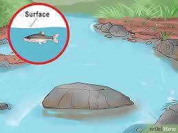 These minnows are wonderful beginner fish. How To Bait And Use A Minnow Trap 11 Steps With Pictures