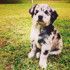 Australian Shepherd Lab Mix Black And White Adopt Scout On Petfinder Australian Shepherd Australian Shepherd Lab Mix Lab Mix Puppies