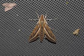 Image result for Hippotion celerio