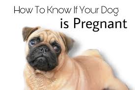 Palpation if you know the date your dog was bred, your veterinarian can perform abdominal palpation starting at. How To Know If Your Dog Is Pregnant